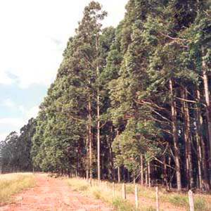 Eucalipto Tratado - 2