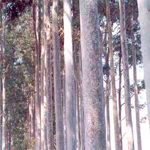 Fornecedor de Madeira de Eucalipto - 1