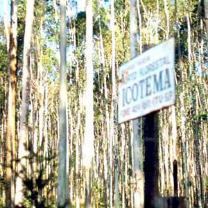 Fornecedor de Madeira de Eucalipto