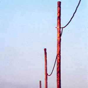Postes de Madeira Tratada - 3