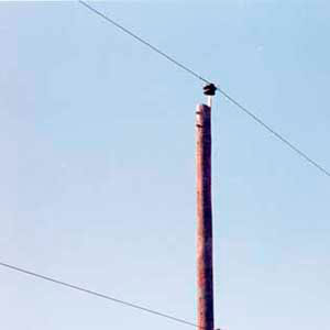 Postes de Madeira Tratada - 4